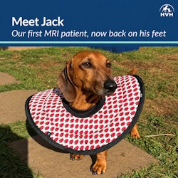 Hilton Veterinary Hospital's first MRI patient makes history 