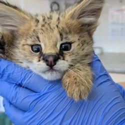 Feisty serval kitten admitted to FreeMe Wildlife
