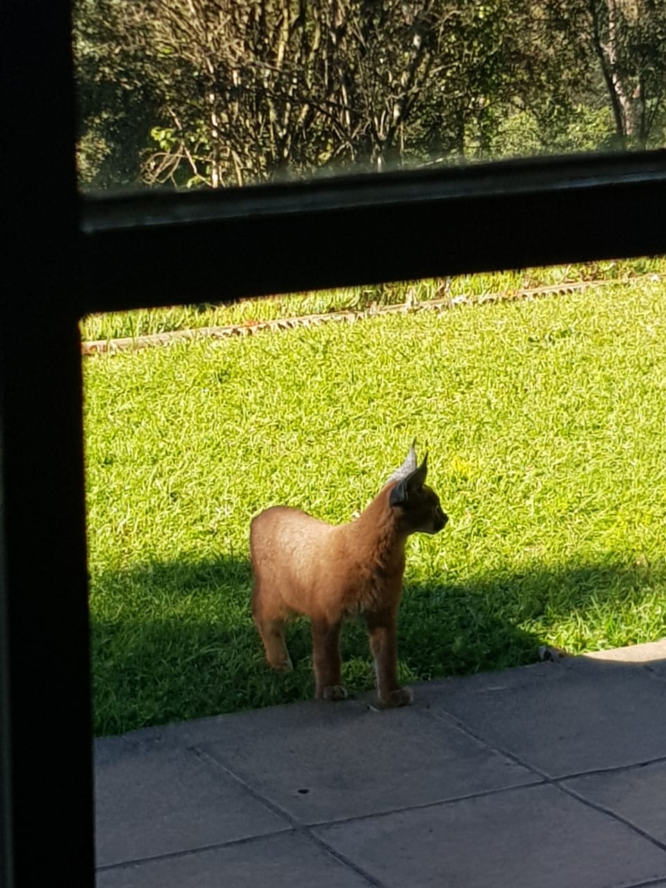 caracal