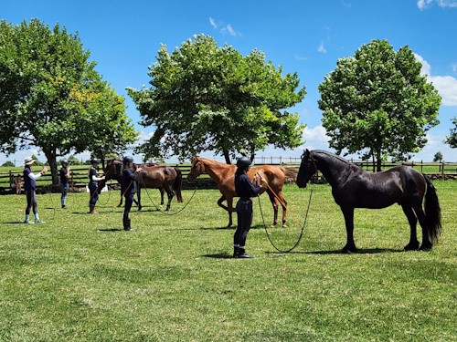 bset equine academy