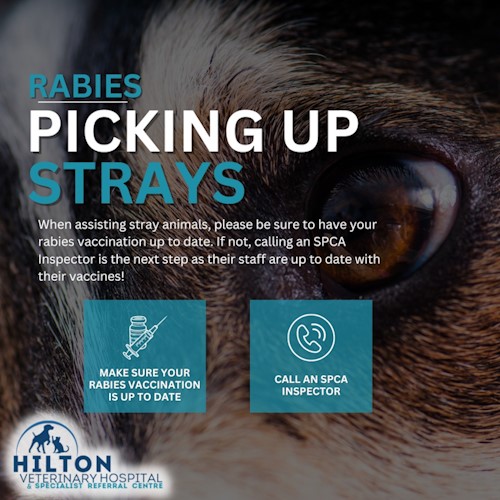 rabies sense hilton vet hospital
