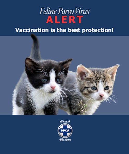 Contact details SPCA 3 copy