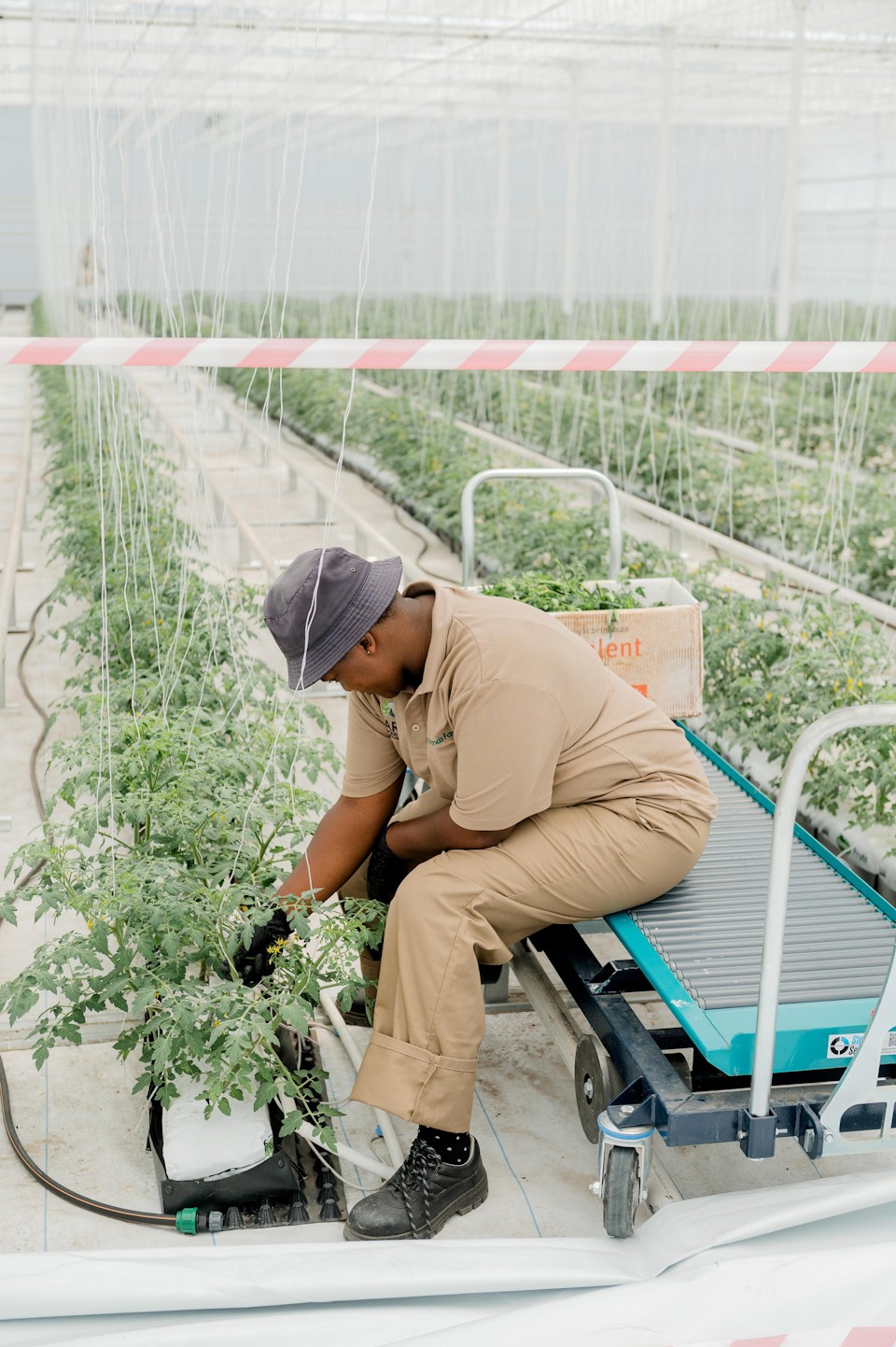2. A member of EARN Team tending to the greenhouse tomato plants at the launch of Grootvlei Climate Smart Horticulture Centre in Mpumalanga