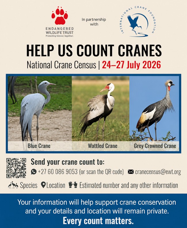 24 27 july count cranes