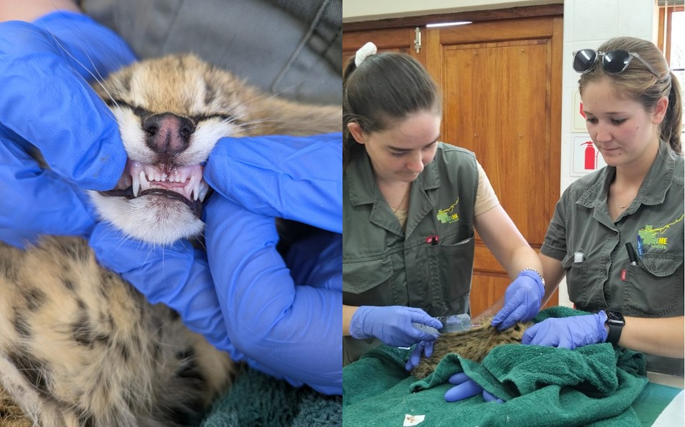 free me serval apr 2026