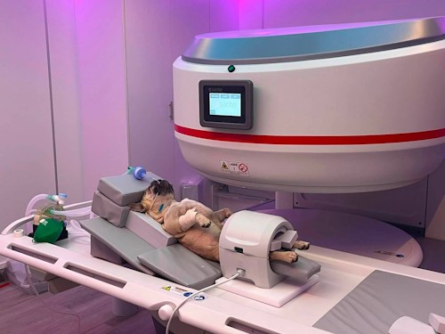 hilton vet hospital mri