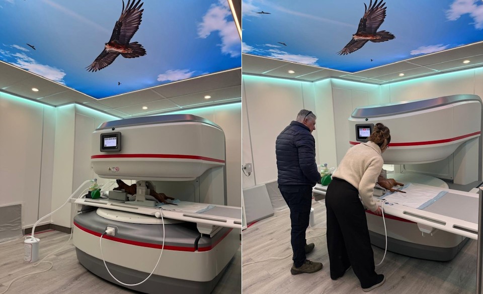 jack hilton vet mri 1