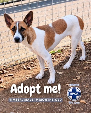 timbe spca pup