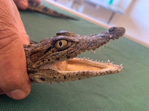 freeme crocs