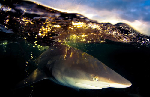 Image5 Black tip shark taken at Aliwal Shoal MPA Photo by Bryan Hart