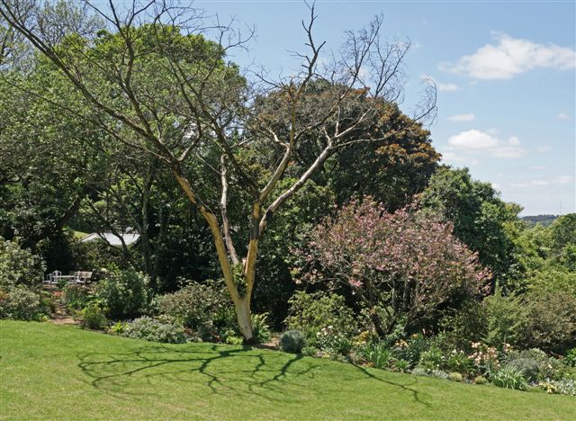 Isabels garden 3