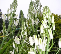 albuca
