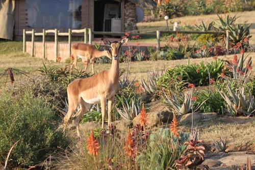 aloe fest buck cover