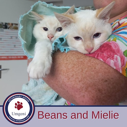 beans and mielie