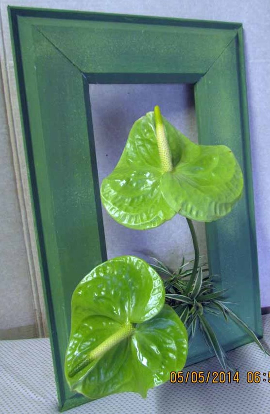 dawn fallet framed flowers