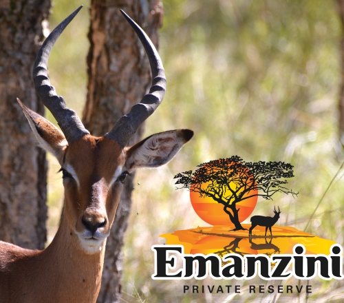 emaanzinin news 2