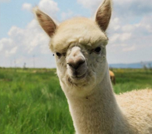 endeavour alpacas news ad hoc