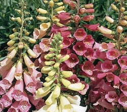foxgloves