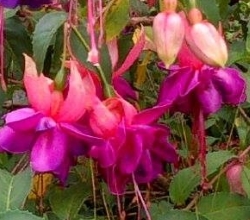 fuschias