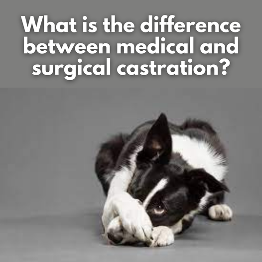 hilton vet on castration