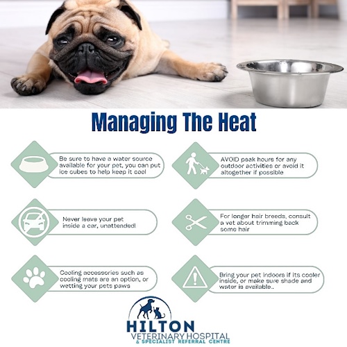 hilton vet on pets in a heatwave