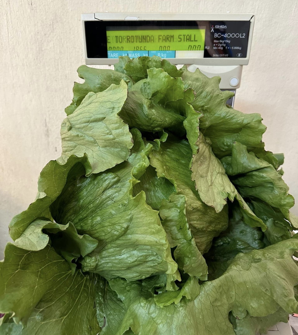 1.85kg lettuce