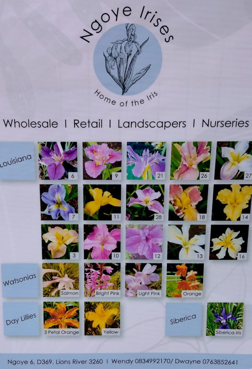ngoya irises