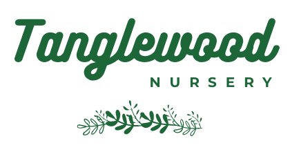 tanglewood