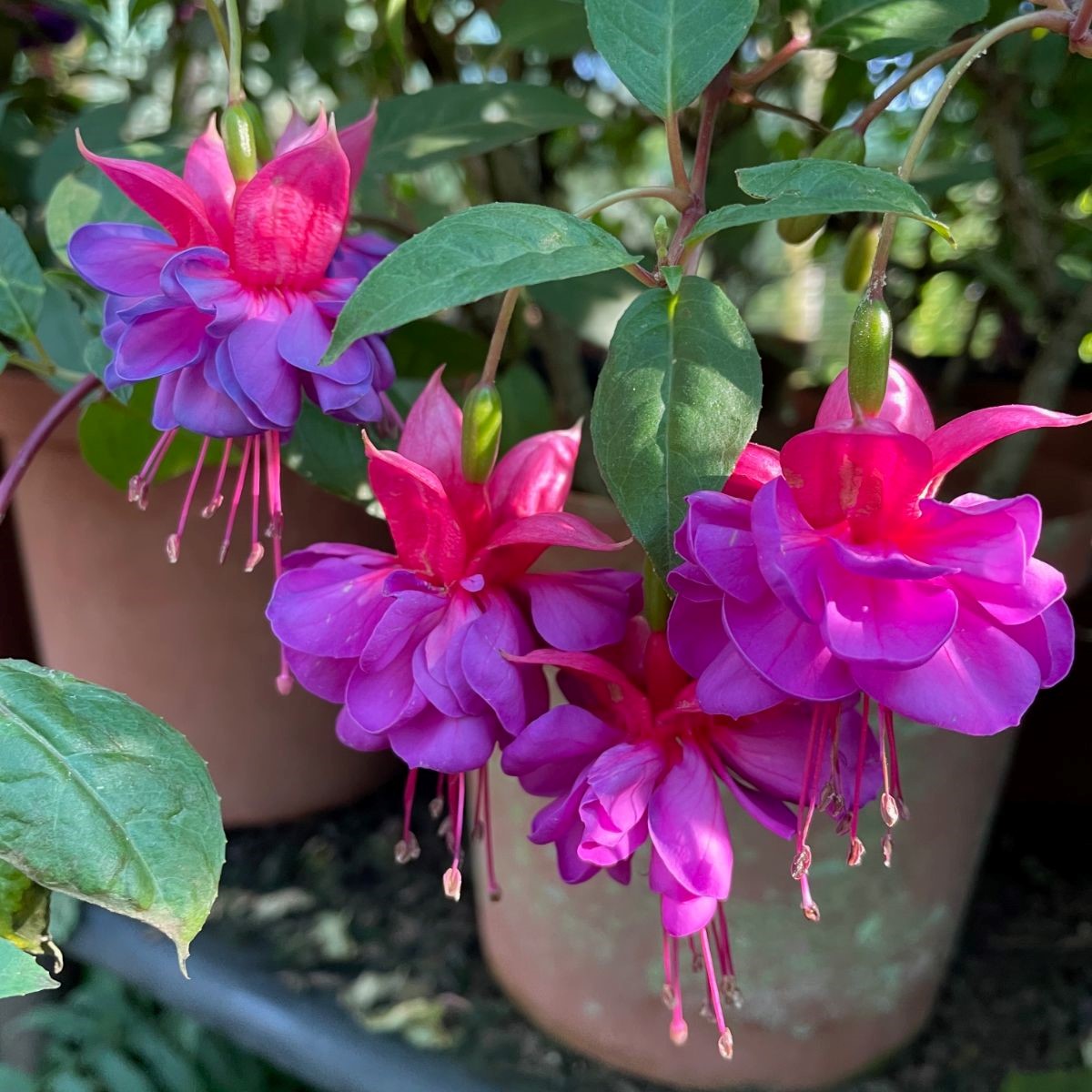 Tanglewood fuchsia and daylily sale