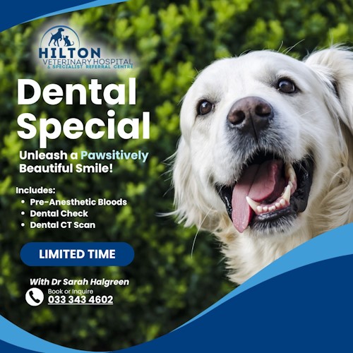 hilton vet dental deal