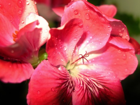 tanglewood geranium