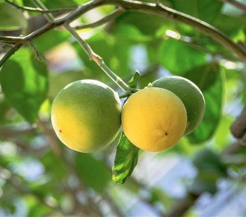 fruit trees