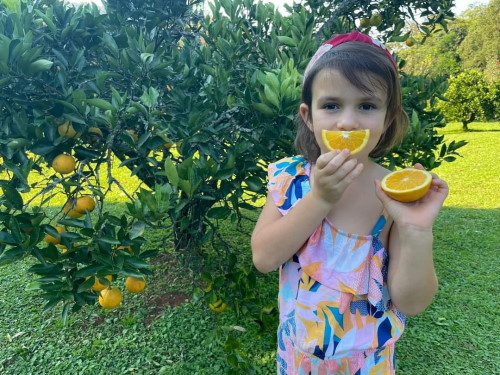 amelias orchard