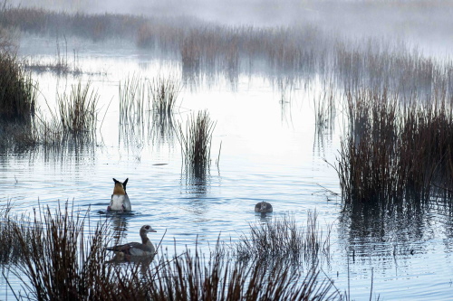 egyptian geese at dawn
