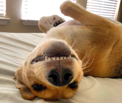 hilton vet bad breath solutions