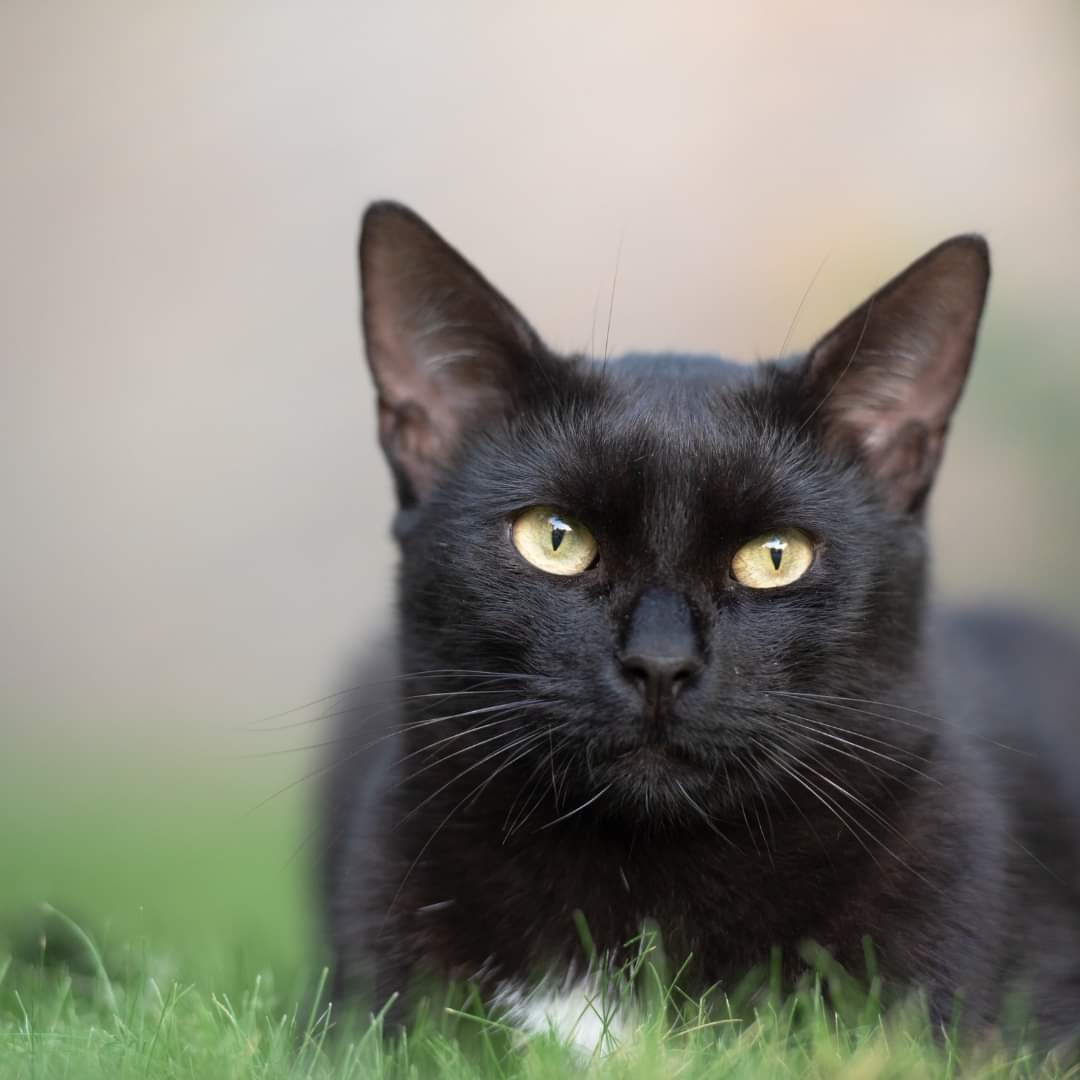 hilton vet cat