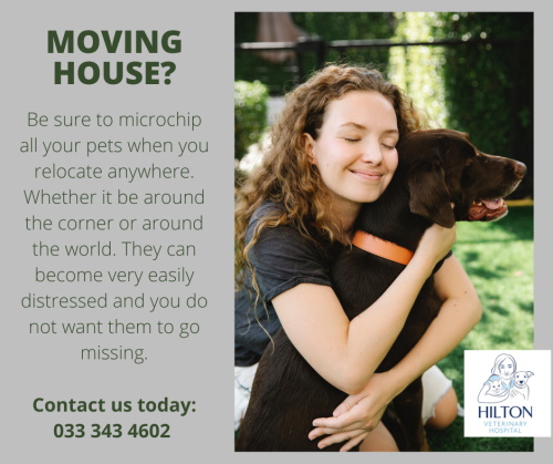 hilton vet move cover
