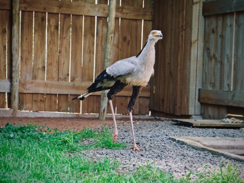 secretarybird free me
