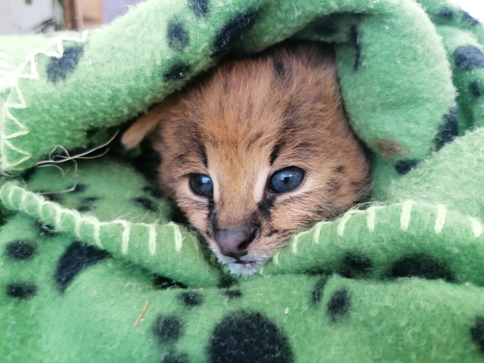 serval kitten feb 2022