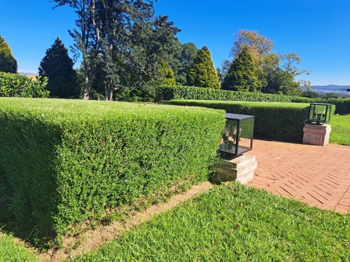 hedges at harrington house