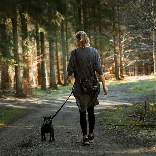 hilton vet healthy dogs walking
