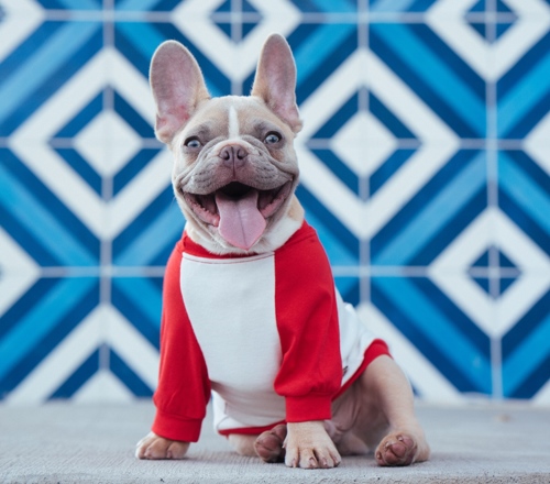 pet smile fest hilton