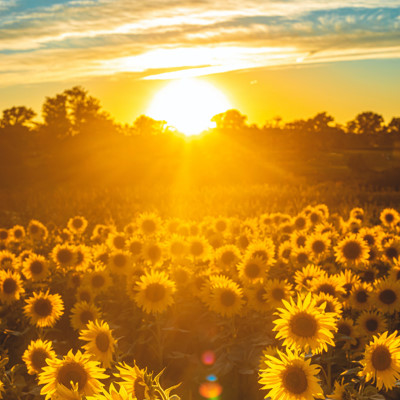 sunflower