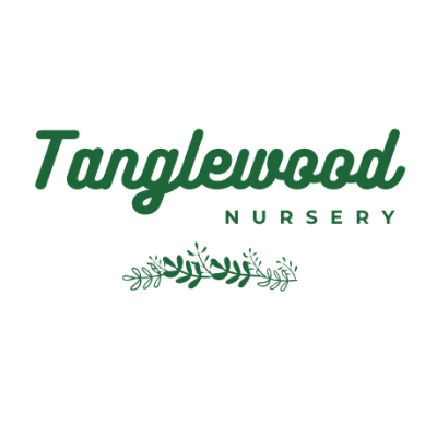 tanglewood