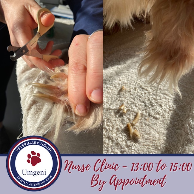 umgeni vet nail clipping service