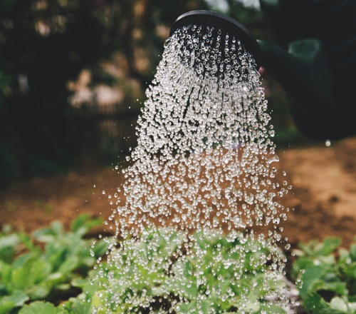 water garden