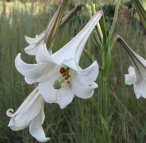 Lilium