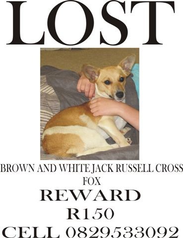 LostDog