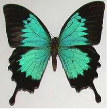 butterfly1