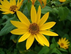jerusalem artichoke flower tanglewood